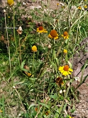 Helenium quadridentatum