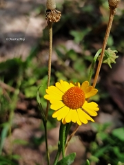 Helenium quadridentatum