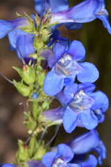 Penstemon cyananthus