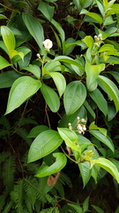 Miconia subhirsuta