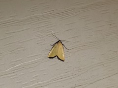 Marimatha nigrofimbria