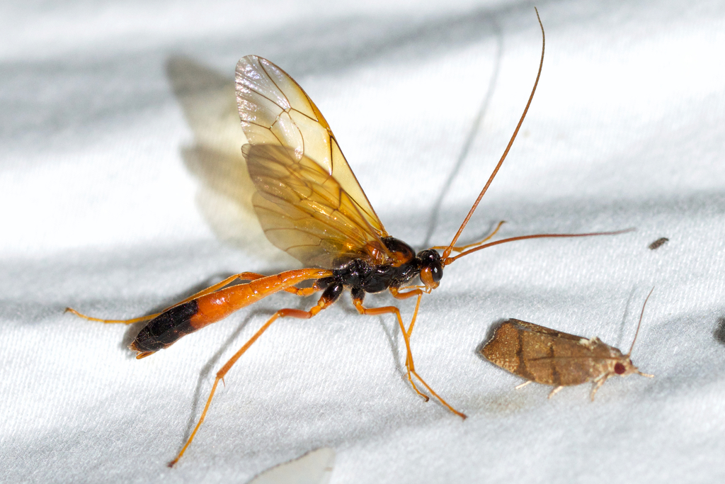 Opheltes glaucopterus barberi