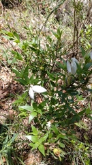 Bouvardia longiflora