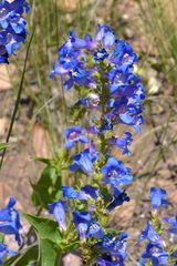Penstemon cyananthus