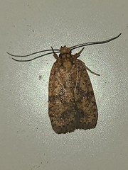 Agonopterix thelmae