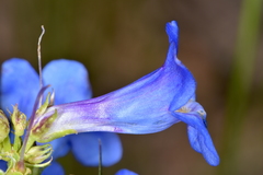 Penstemon cyananthus