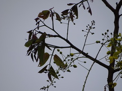 Cassia fistula