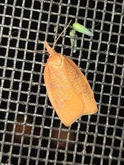 Sparganothis distincta