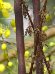 Cassia fistula