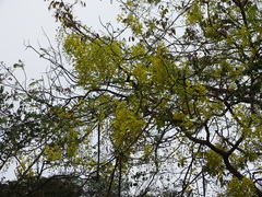 Cassia fistula
