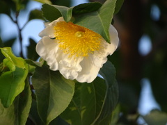 Oncoba spinosa