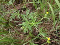 Ranunculus pensylvanicus