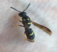 Parancistrocerus pedestris