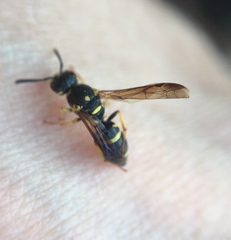 Parancistrocerus pedestris