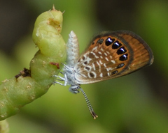 Brephidium pseudofea