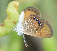 Brephidium pseudofea