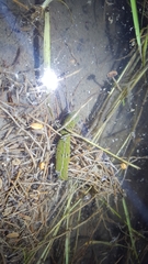 Whitmania edentula