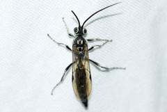 Coelichneumon eximius