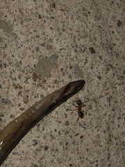 Coniophanes schmidti