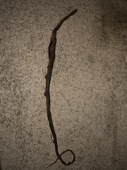 Coniophanes schmidti