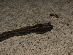 Coniophanes schmidti