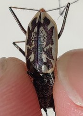 Ellipsoptera