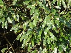 Euclea natalensis natalensis