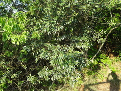 Euclea natalensis natalensis