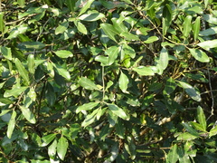 Euclea natalensis natalensis