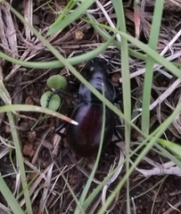 Calosoma laeve