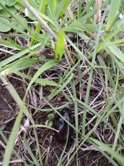 Calosoma laeve