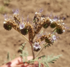 Phacelia alba