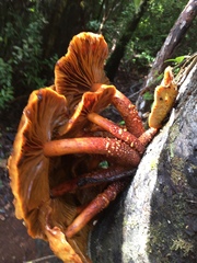 Pholiota glutinosa