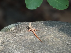 Ophisops leschenaultii