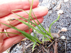 Carex spectabilis