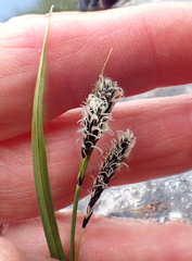 Carex spectabilis