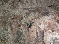 Lurio conspicuus