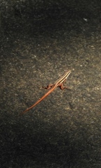 Ophisops leschenaultii