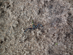 Lurio conspicuus