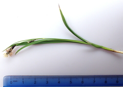 Carex spectabilis