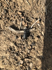 Iphthiminus serratus