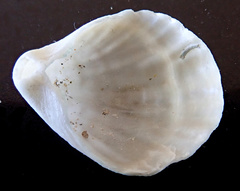 Magellania flavescens