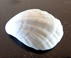 Magellania flavescens