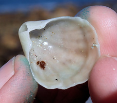 Magellania flavescens