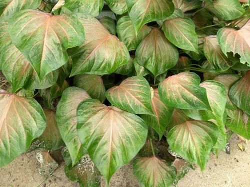 Image of Caladium schomburgkii by (c) renjus box, some rights reserved (CC BY)