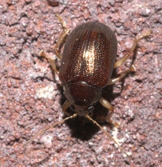 Rhabdopterus