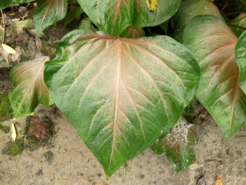 Image of Caladium schomburgkii by (c) renjus box, some rights reserved (CC BY)