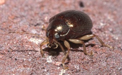 Rhabdopterus