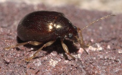 Rhabdopterus