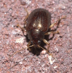 Rhabdopterus